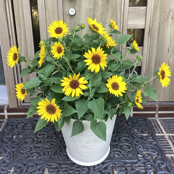 [26年5月中下旬予約]ヒマワリ：ソルシーカー・ビーイエロー3号ポット