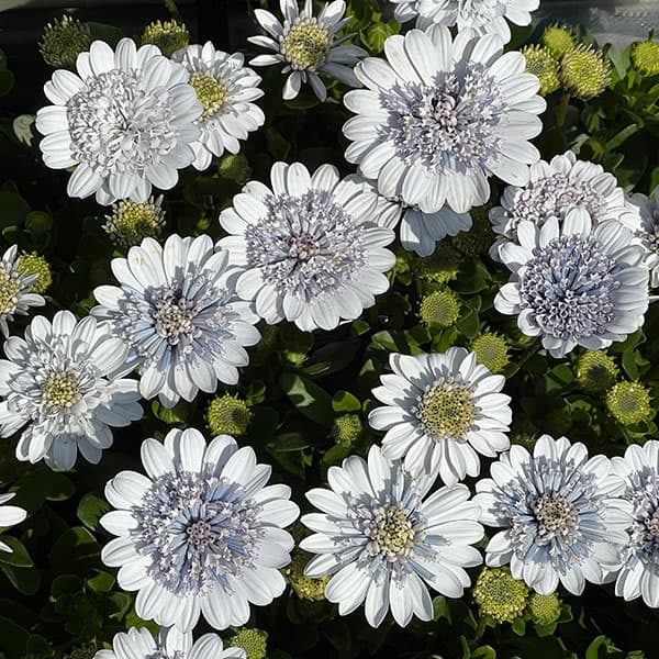 オステオスペルマム：シルバーナイト3.5号ポット*