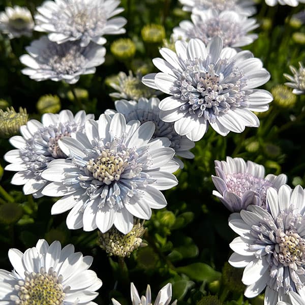 オステオスペルマム：シルバーナイト3.5号ポット*