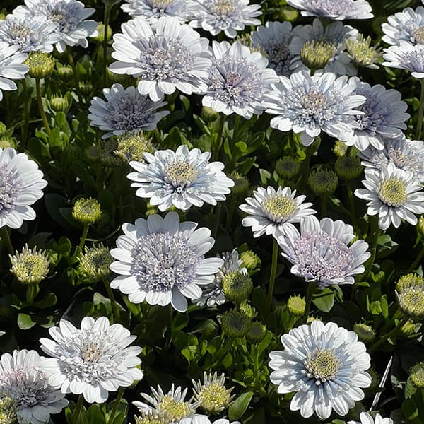 オステオスペルマム：シルバーナイト3.5号ポット*