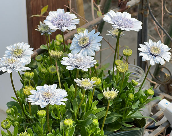 オステオスペルマム：シルバーナイト3.5号ポット*