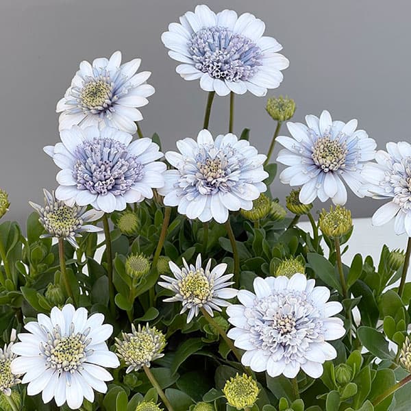 オステオスペルマム：シルバーナイト3.5号ポット*