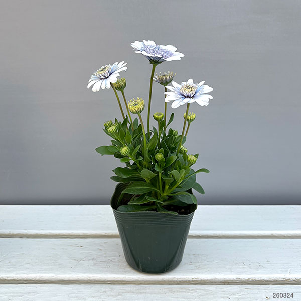 オステオスペルマム：シルバーナイト3.5号ポット*