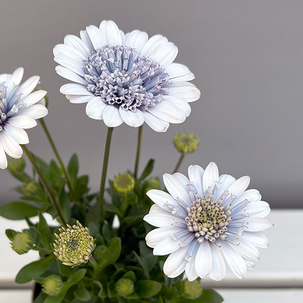 オステオスペルマム：シルバーナイト3.5号ポット*