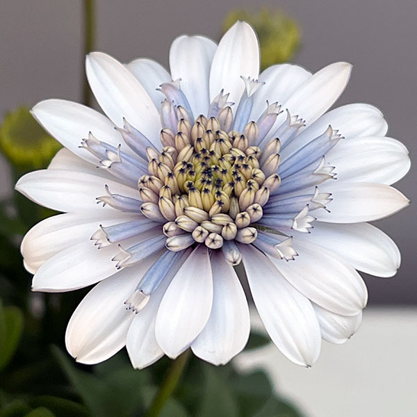 オステオスペルマム：シルバーナイト3.5号ポット*