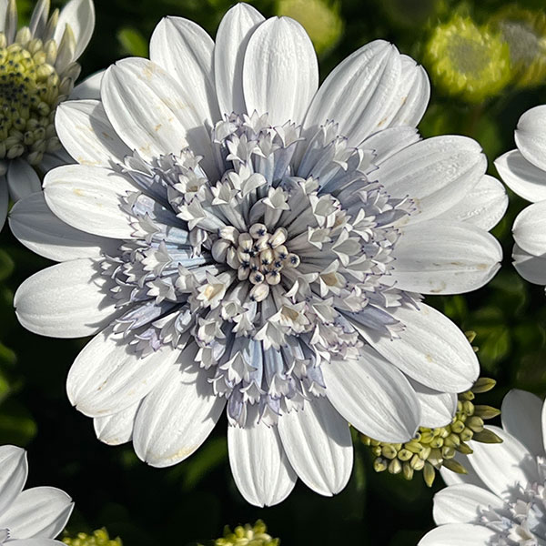 オステオスペルマム：シルバーナイト3.5号ポット*