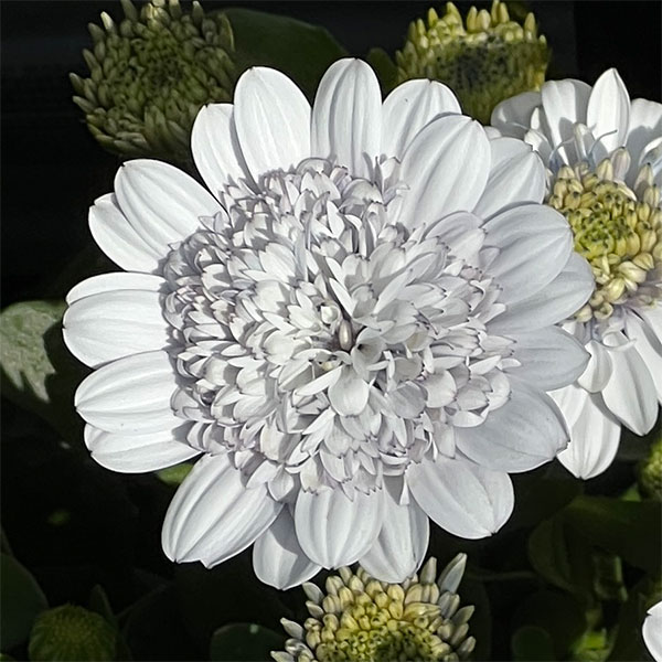 オステオスペルマム：シルバーナイト3.5号ポット*