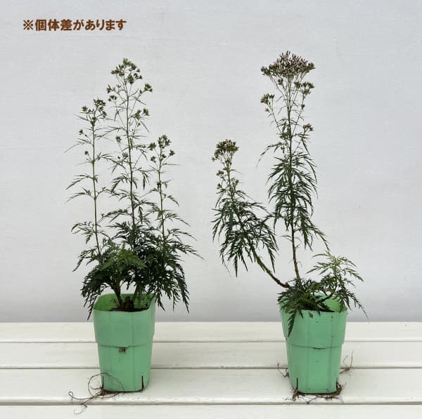 (わけあり特価)ユーパトリウム:羽衣2.5-3号ポット