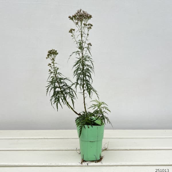 (わけあり特価)ユーパトリウム:羽衣2.5-3号ポット