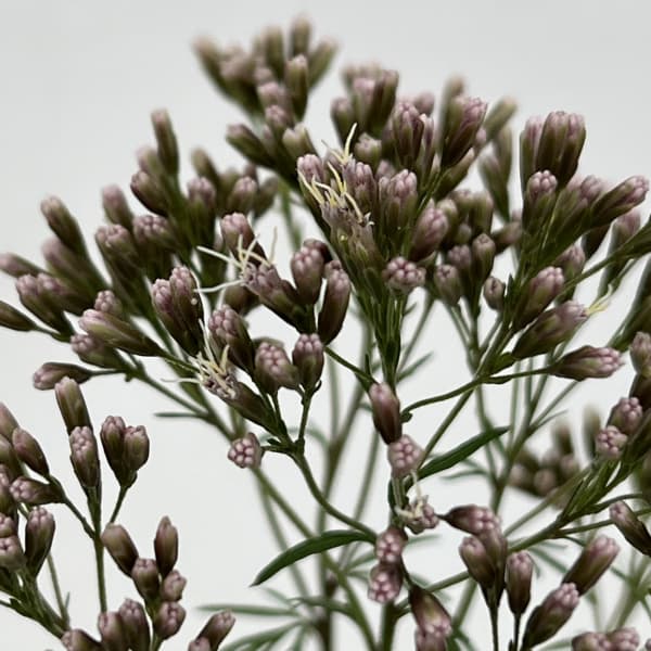 (わけあり特価)ユーパトリウム:羽衣2.5-3号ポット