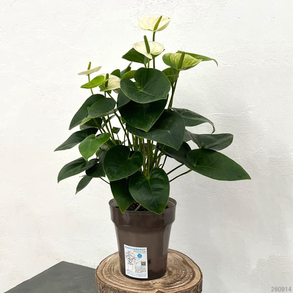アンスリウム:スピリット 6号イージーケアポット植え