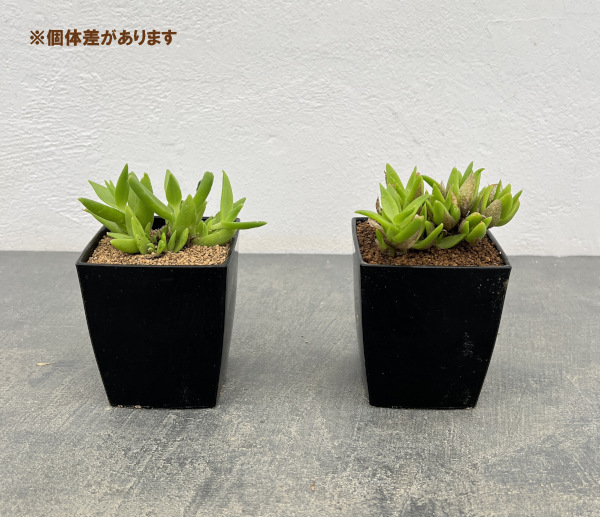 メセン:スケレチウム3号ポット