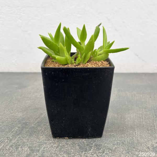 メセン:スケレチウム3号ポット