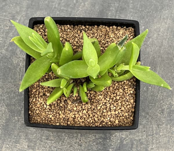 メセン:スケレチウム3号ポット