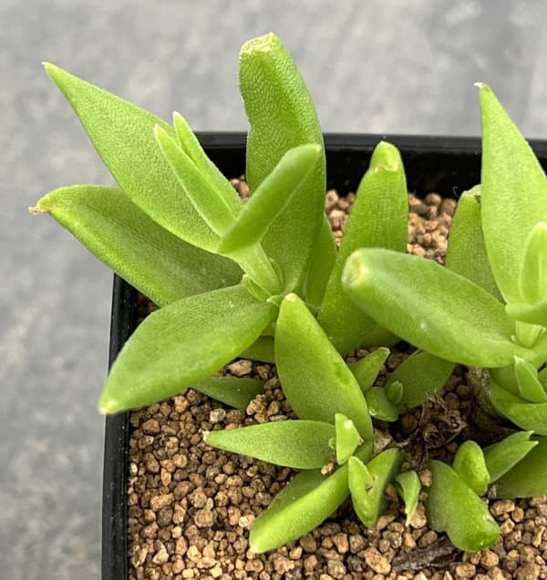 メセン:スケレチウム3号ポット