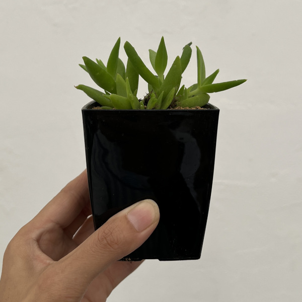 メセン:スケレチウム3号ポット