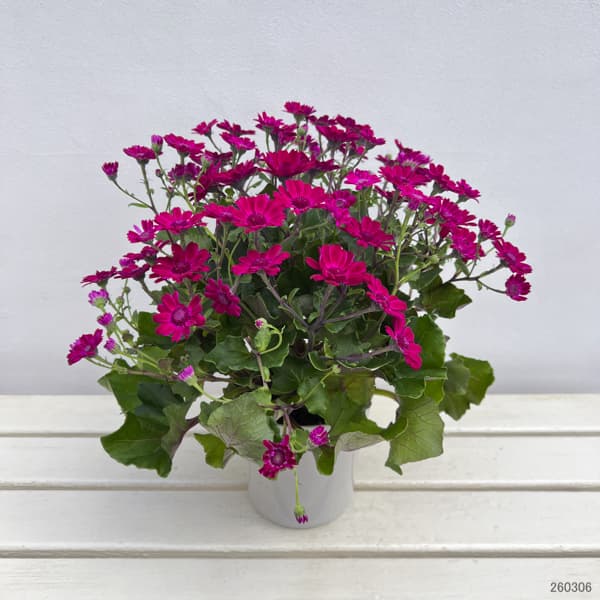 （わけあり特価）サイネリア：さくやひめ 5号鉢植え