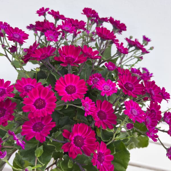 （わけあり特価）サイネリア：さくやひめ 5号鉢植え