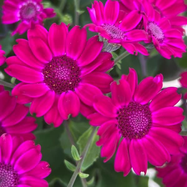 （わけあり特価）サイネリア：さくやひめ 5号鉢植え