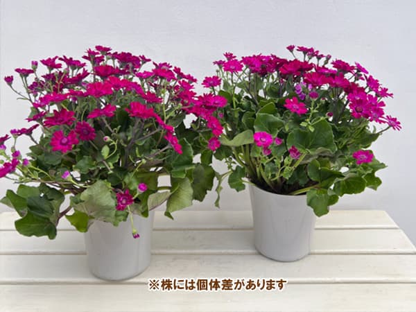 （わけあり特価）サイネリア：さくやひめ 5号鉢植え