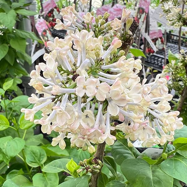 ライラック：クラークジャイアント6号ポット