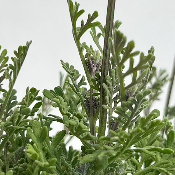 ラベンダー(レースラベンダー):バイオレットスター3号ポット