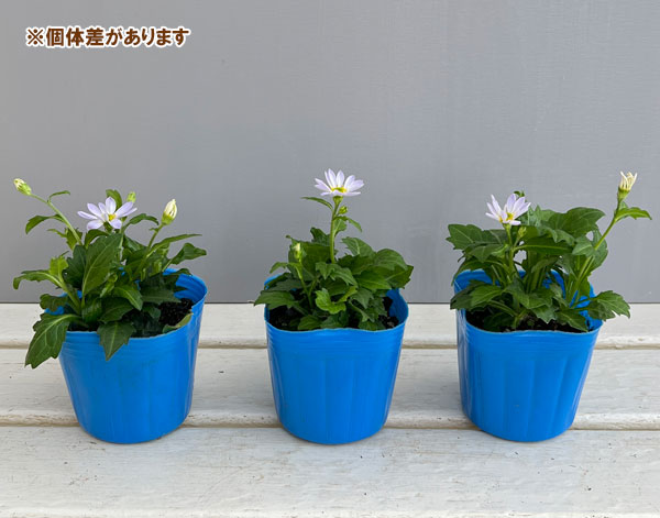 ミヤコワスレ：瀬戸の小波　3号ポット苗