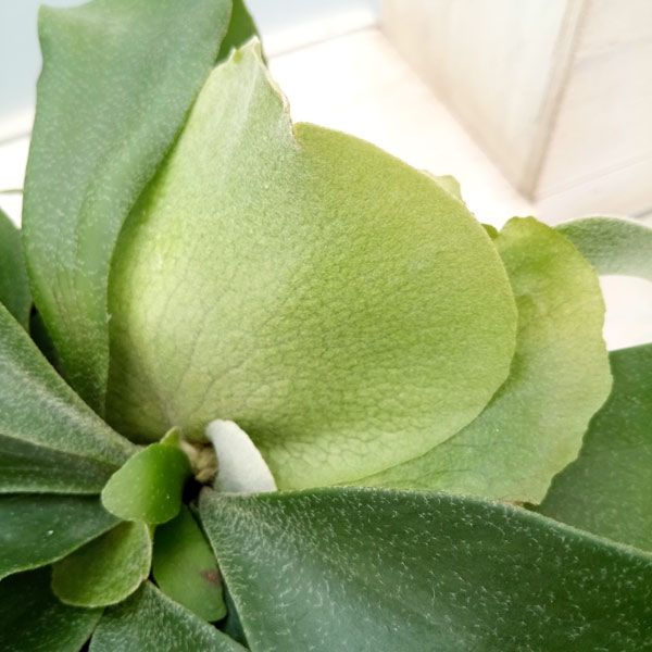 園芸ネット本店｜ビカクシダ（コウモリラン）：アルシコルネ 5号鉢植え