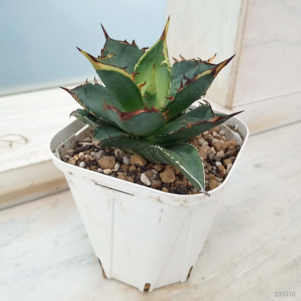 錦フェア【鉢ごと発送】活着 太斑 アガベ チタノタ 狼人錦 白中斑 TC