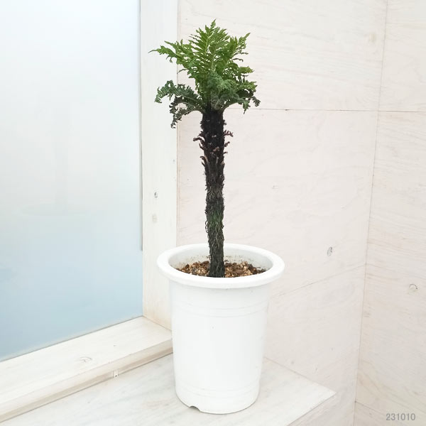 ブレクナム ギッバム ドワーフ fit=scale-down,w=1200