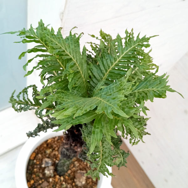 ブレクナム　ギバム　ドワーフ ブレクナム・ギッバム・ドワーフ - Eye's factory