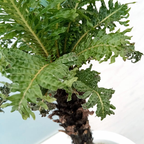 ブレクナムギバム： ドワーフ（幹立ち仕立て） 5号 の通販