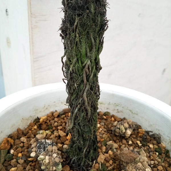 園芸ネット本店｜ブレクナムギバム： ドワーフ（幹立ち仕立て） 5号 の