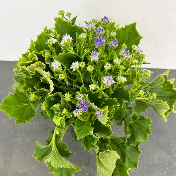 サイネリア:天使のエール パープル系4号鉢植え