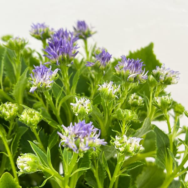 サイネリア:天使のエール パープル系4号鉢植え