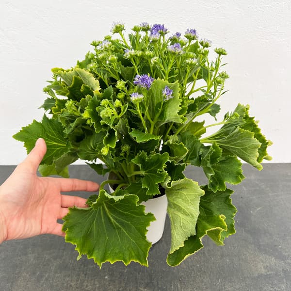 サイネリア:天使のエール パープル系4号鉢植え