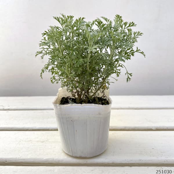 アルテミシア：パルファムドゥエチオピア2.5-3号ポット