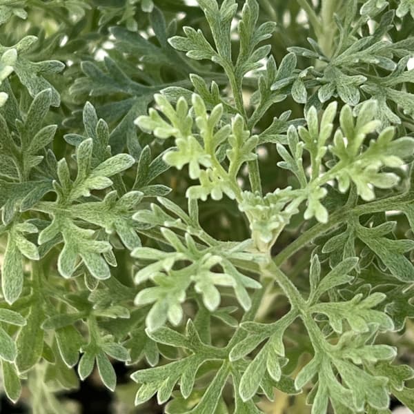 アルテミシア：パルファムドゥエチオピア2.5-3号ポット