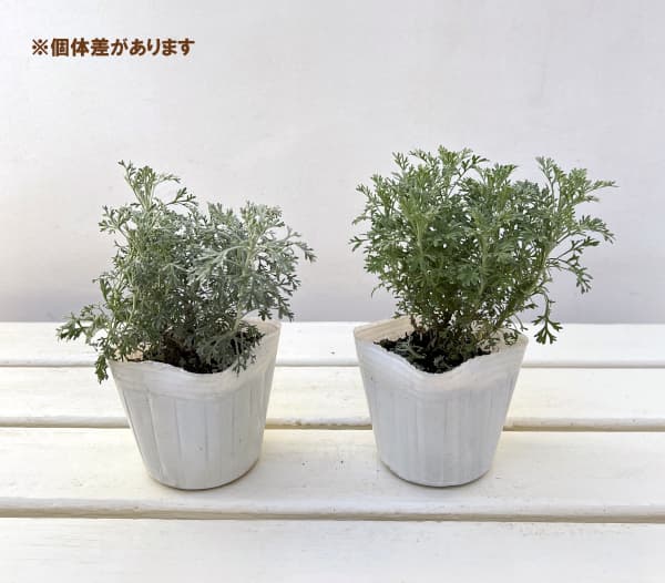 アルテミシア：パルファムドゥエチオピア2.5-3号ポット