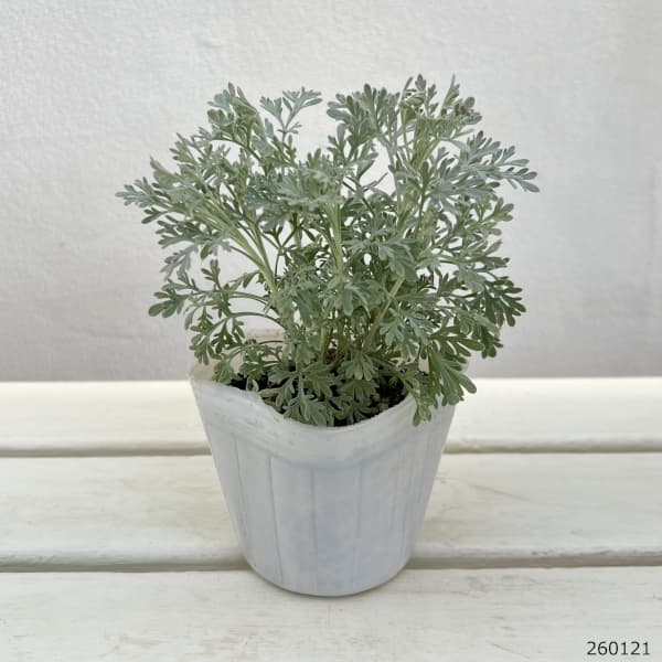 アルテミシア：パルファムドゥエチオピア2.5-3号ポット