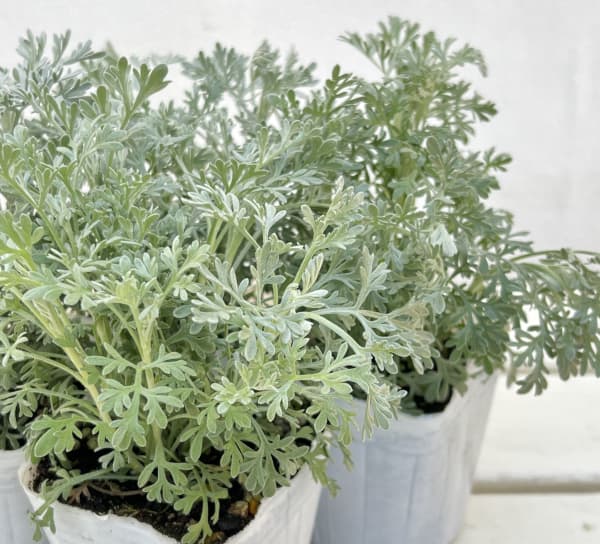 アルテミシア：パルファムドゥエチオピア2.5-3号ポット