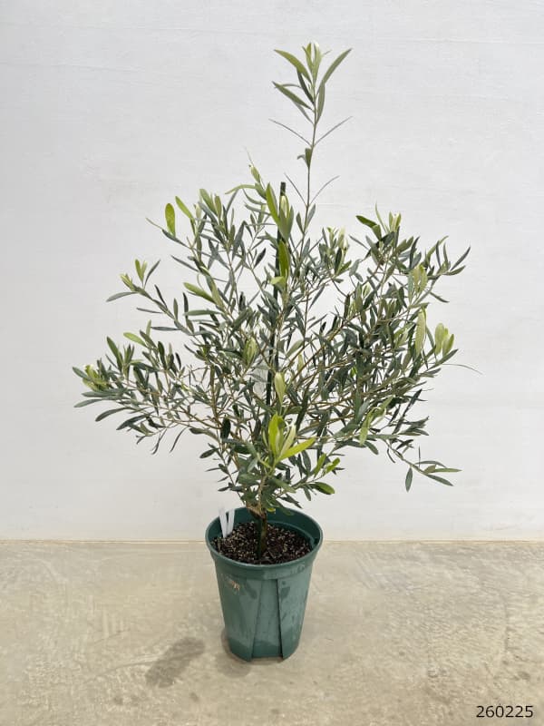 オリーブ：コラティーナ　8号鉢植え