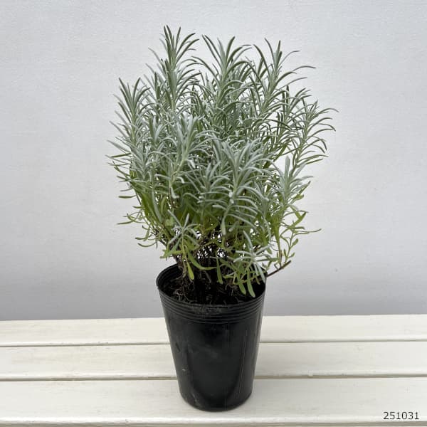 ラベンダー：フェノミナル4.5号ポット