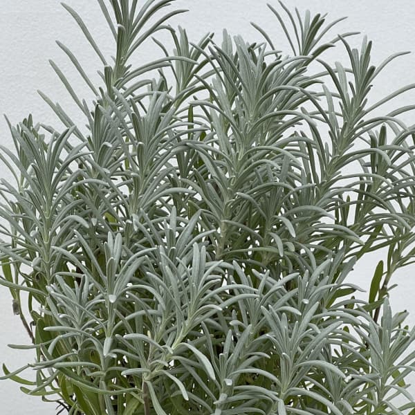 ラベンダー：フェノミナル4.5号ポット