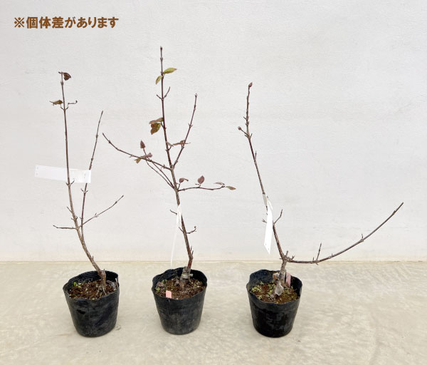 ヨーロピアンコーネル(コーネリアンチェリー):スロビアニン4号ポット