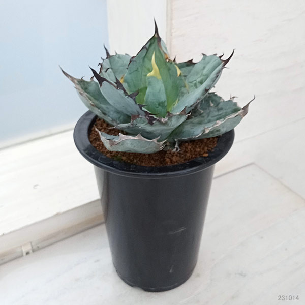 園芸ネット本店｜アガベ：チタノタ ブラックアンドブルー 3.5号23-02