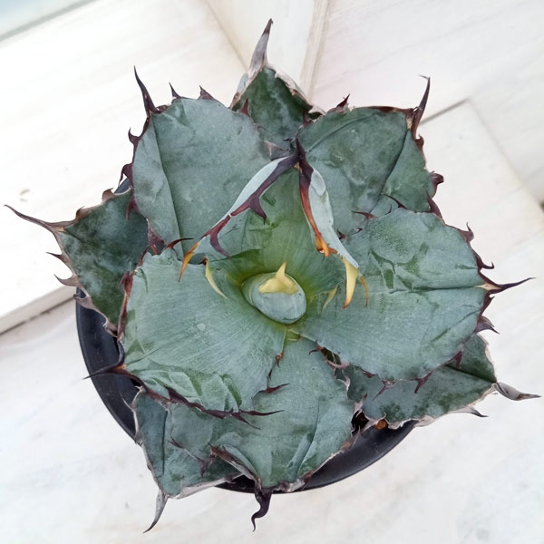 園芸ネット本店｜アガベ：チタノタ ブラックアンドブルー 3.5号23-02