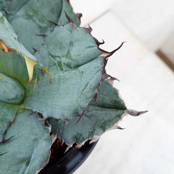 園芸ネット本店｜アガベ：チタノタ ブラックアンドブルー 3.5号23-02