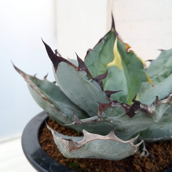 園芸ネット本店｜アガベ：チタノタ ブラックアンドブルー 3.5号23-02