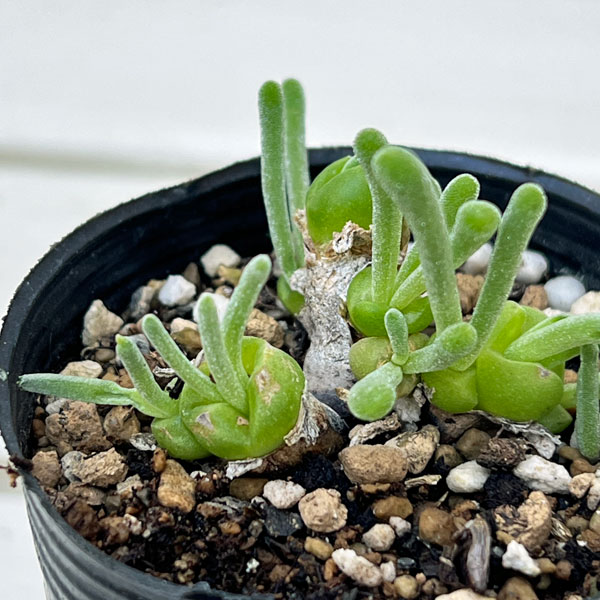 モニラリア：モニリフォルミス　2.5号ポット